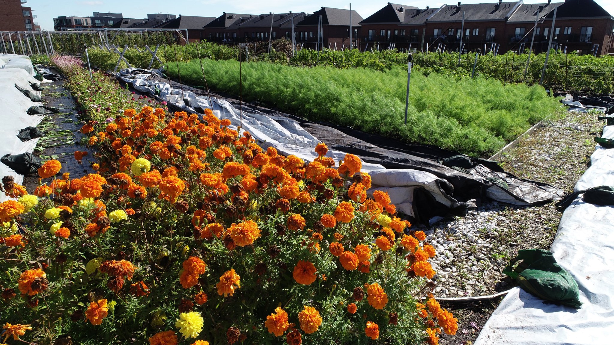 La succursale IGA de ville SaintLaurent cultive ses propres produits